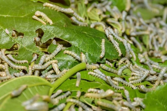 Hợp tác xã Nông nghiệp 118 và giá trị lan tỏa sau Giải thưởng CoopStar Awards