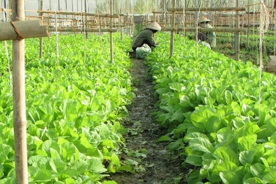 Từ ruộng rau Châu Pha đến chuỗi tiêu thụ ổn định