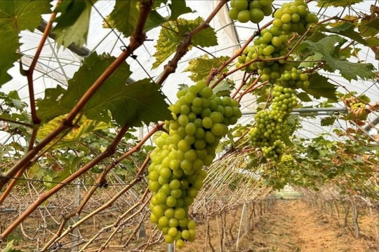 Bắc Ninh tạo bước tiến mới trong giảm nghèo bền vững nhờ khoa học, công nghệ và chuyển đổi số