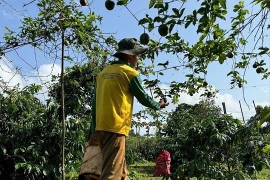 Gia Lai nhân rộng mô hình sinh kế cộng đồng nhờ chuyển động chính sách an sinh