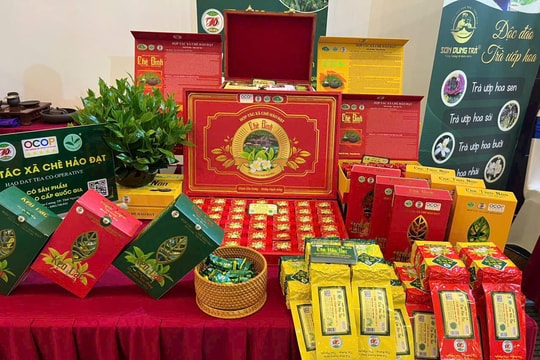 Nâng tầm nông sản, tạo sinh kế bền vững ở Tuyên Quang