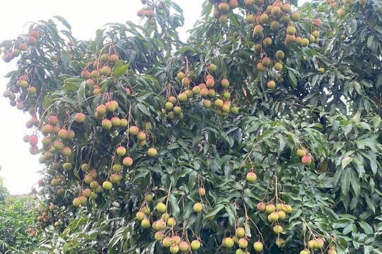 Phát huy sức mạnh đại đoàn kết trong xây dựng nông thôn mới ở Bắc Ninh