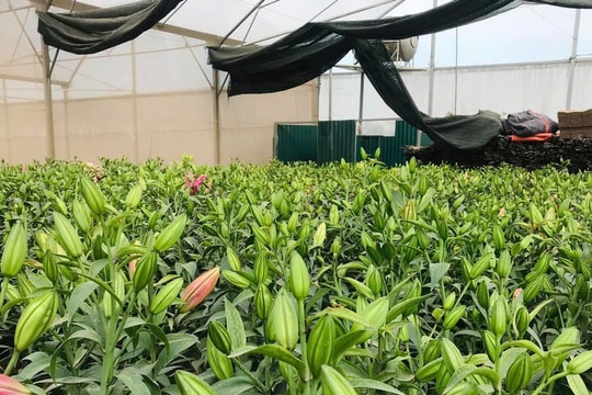 Động lực tái cấu trúc nông thôn trong giai đoạn mới