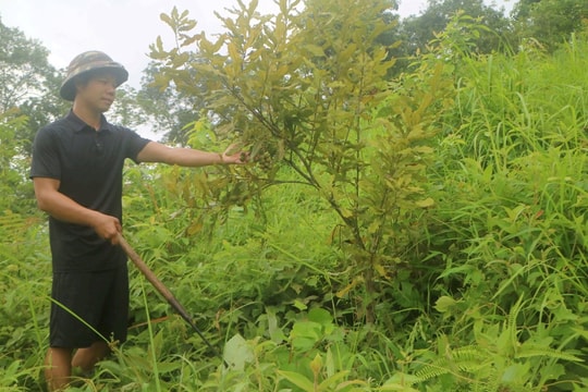 Cao Bằng: Ứng dụng khoa học và công nghệ chọn, nhân giống một số dòng mắc ca