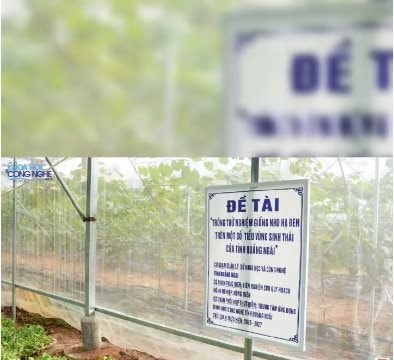 KH&CN từng bước rời khỏi phòng thí nghiệm, hiện diện trên những thửa ruộng, khu vườn tại Quảng Ngãi