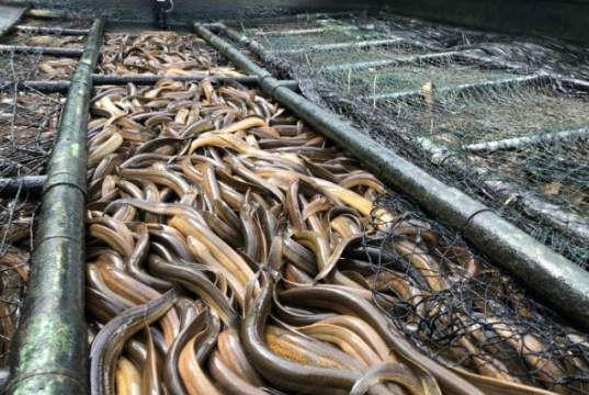 Nuôi lươn đồng không bùn bằng thức ăn thảo dược: Hướng đi mới cho thủy sản bền vững ở Hải Phòng