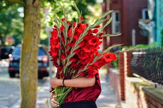 Hai giống lay ơn tiềm năng mở lối thương hiệu hoa Ninh Bình