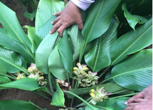 “Đánh thức” Ngải trắng - Hành trình đưa dược liệu bản địa thành sản phẩm chăm sóc sức khỏe hiện đại