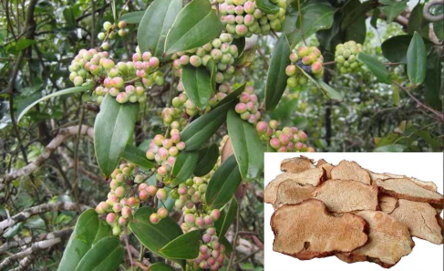 Từ dược liệu Việt đến nguyên liệu nano cho ngành mỹ phẩm