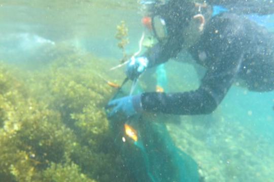 Giải mã “kho enzyme” dưới đáy biển nhờ vi sinh vật biển