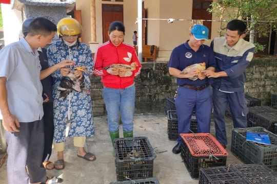 Ứng dụng khoa học và công nghệ nâng cao giá trị thương hiệu “Gà nhiều cựa Tân Sơn”