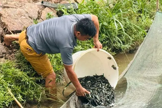 Cá chuối hoa “lên sàn” chuỗi giá trị: Mô hình nuôi mới mở hướng phát triển thủy sản Hải Phòng