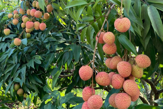 Hải Phòng: Triển khai quản lý và khai thác chỉ dẫn địa lý “Vải thiều Thanh Hà”