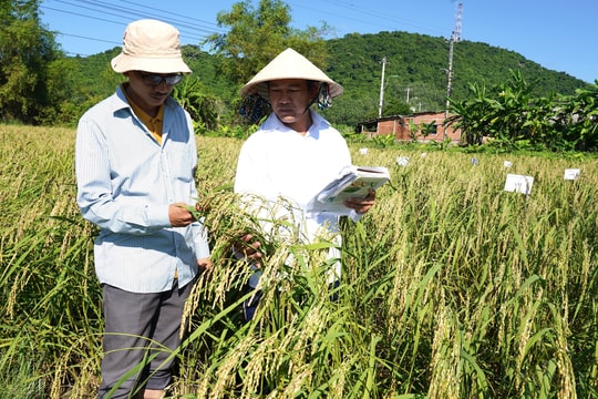 Bảo tồn và phục tráng thành công nguồn gen hai giống gạo nếp đặc sản của Quảng Ngãi
