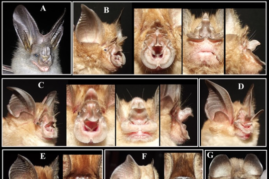 Dơi không phải nguồn lây COVID-19: Nghiên cứu mới tại Đồng bằng sông Cửu Long