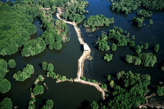 Chọn lọc các chủng vi tảo có tiềm năng dinh dưỡng từ Khu Dự trữ sinh quyển Cần Giờ