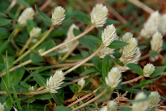 Giải mã tiềm năng cây Nở ngày đất: Hướng mới hỗ trợ điều trị bệnh gút từ dược liệu Việt