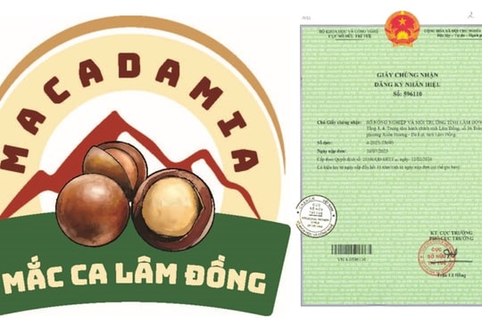 Mắc ca Lâm Đồng: Khẳng định thương hiệu, mở rộng chuỗi giá trị bền vững