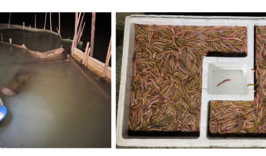 Xây dựng mô hình nuôi rươi kết hợp trồng lúa hữu cơ tại Nghệ An