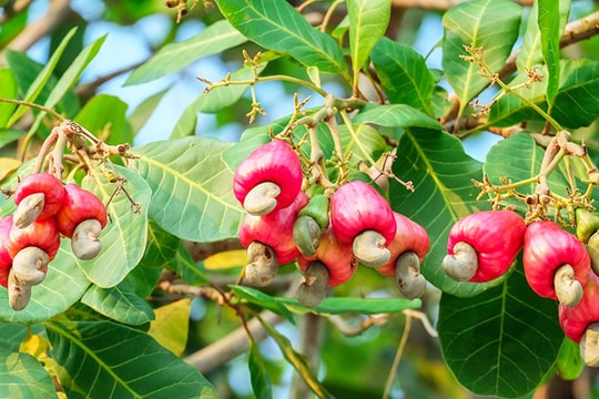 Biến hạt điều thành “pate chay”