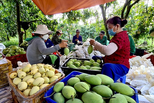 Đồng Tháp triển khai mô hình “Trạm tư vấn miễn phí sở hữu trí tuệ”