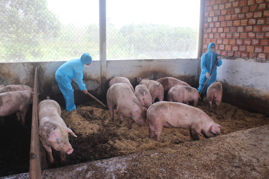 Xử lý chất thải chăn nuôi lợn thành phân bón hữu cơ vi sinh: Lời giải kép cho môi trường và nông nghiệp hữu cơ tại Hải Phòng