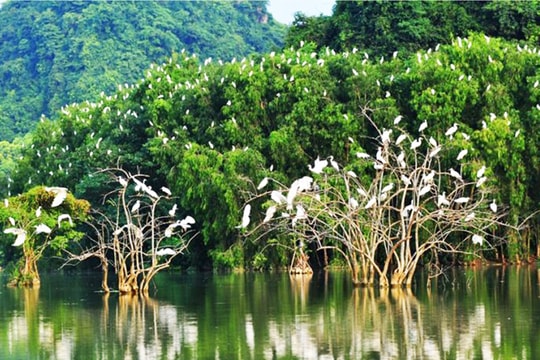 TP. Hồ Chí Minh: Nghiên cứu giải pháp làm giàu rừng ngập mặn Cần Giờ