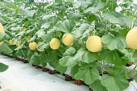 Chuyển đổi số mở lối cho nông nghiệp xanh