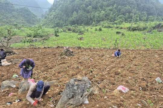 Khoa học và công nghệ mở đường cho nông nghiệp hữu cơ ở Cao Bằng