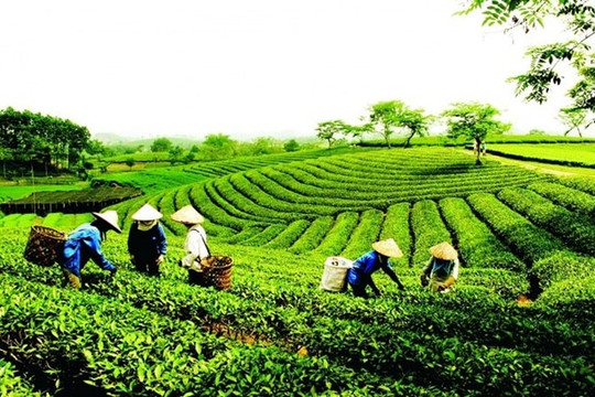 Số hóa nhận diện thương hiệu, nâng cao giá trị “Chè Thái Nguyên”