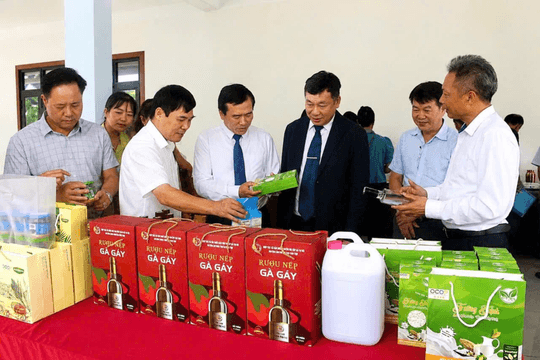 Chỉ dẫn địa lý mở đường cho nếp Gà gáy Mỹ Lung vươn xa