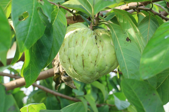 Hưng Yên: Giống na mới cho triển vọng thích nghi tốt