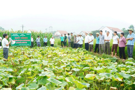 Phát triển giống bí đỏ Mật Sao 2 theo hướng sản xuất hàng hóa tại Thái Nguyên