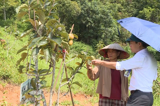 Hồng giòn bén duyên trên đất Lạng Sơn