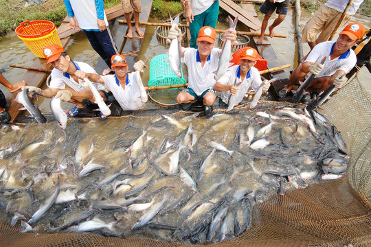Trường Đại học Nông Lâm TP Hồ Chí Minh: Phát triển kỹ thuật chẩn đoán hình ảnh bằng siêu âm trong sản xuất giống cá tra và cá lăng
