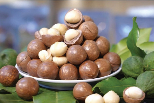 Phát triển mắc ca Lâm Đồng từ nền tảng nhãn hiệu chứng nhận