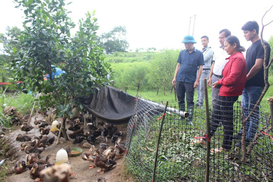 Đưa kết quả nghiên cứu giống vịt cổ xanh Lạng Sơn vào thực tiễn sản xuất