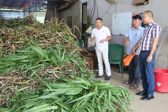 Phát triển chăn nuôi đại gia súc gắn với sinh kế đồng bào Tày