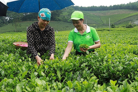 Xây dựng nông thôn mới ở Thái Nguyên: Từ chủ trương đúng đắn đến những thành quả nổi bật