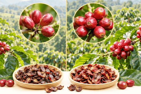 Biến vỏ và thịt quả cà phê thành sản phẩm giá trị