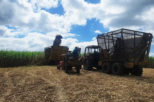 Gia Lai phát triển vùng nguyên liệu mía theo hướng tuần hoàn, bền vững
