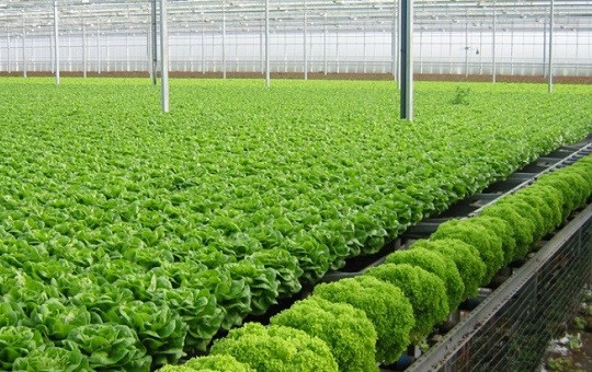 Ứng dụng công nghệ cao: "Đòn bẩy" bứt phá cho ngành trồng trọt