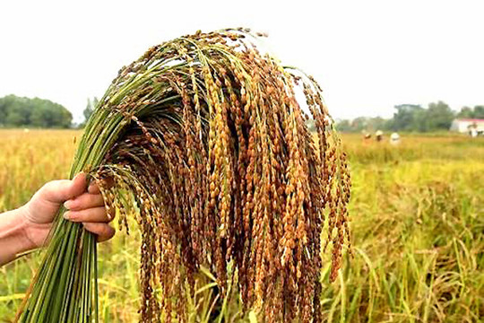 Nguồn gen quý “Nếp Quạ đen Thanh Sơn” dưới lăng kính khoa học