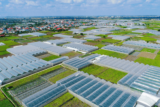 Hải Phòng tạo đột phá từ nông nghiệp công nghệ cao