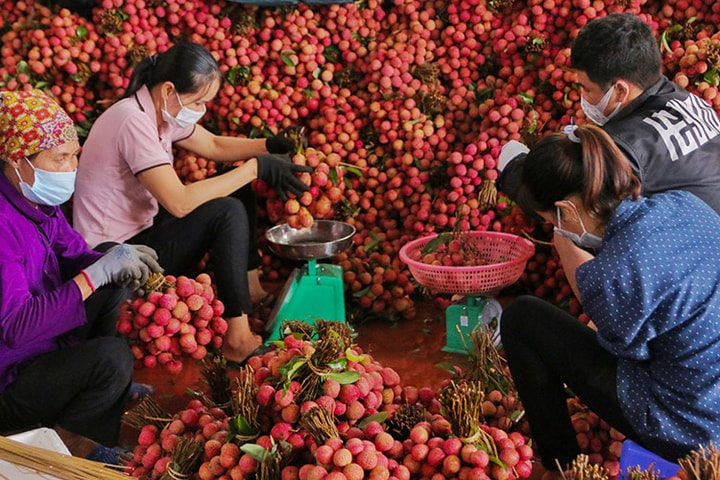 Ứng dụng chuyển đổi số trong tiêu thụ vải thiều Bắc Giang