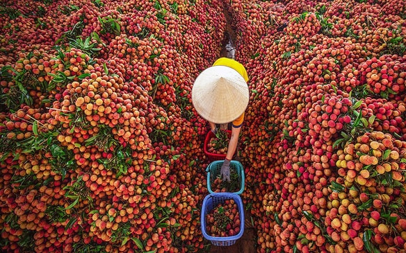 Bắc Giang ứng dụng công nghệ số, chủ động phương án tiêu thụ và xuất khẩu vụ vải thiều 2022