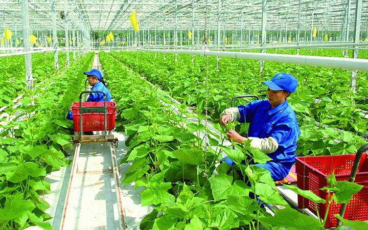 Ngành nông nghiệp Việt Nam đảm bảo mục tiêu về an ninh lương thực và xuất khẩu