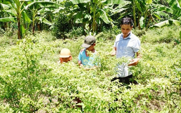 Quảng Nam: Phát triển mô hình xây dựng tổ khuyến nông cộng đồng