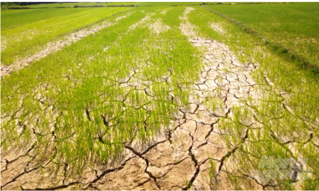 Nông nghiệp Việt Nam ảnh hưởng lớn do El Nino
