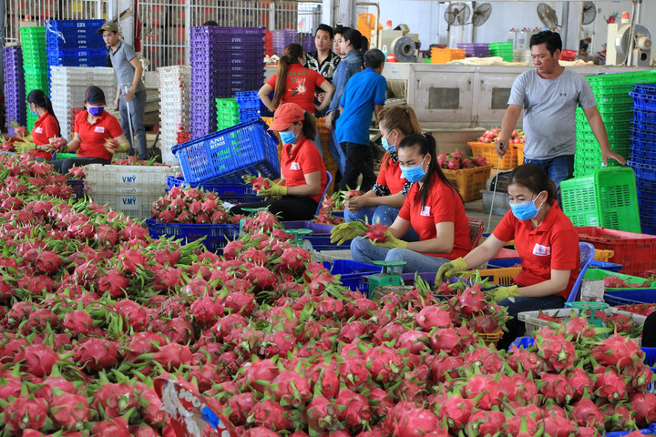 Gia tăng chất lượng nông sản Việt bằng quản lý và giám sát mã số vùng trồng
